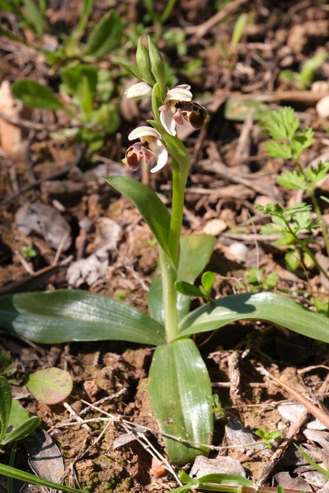 Orchidee di Marzo - Dalla Grecia con passione